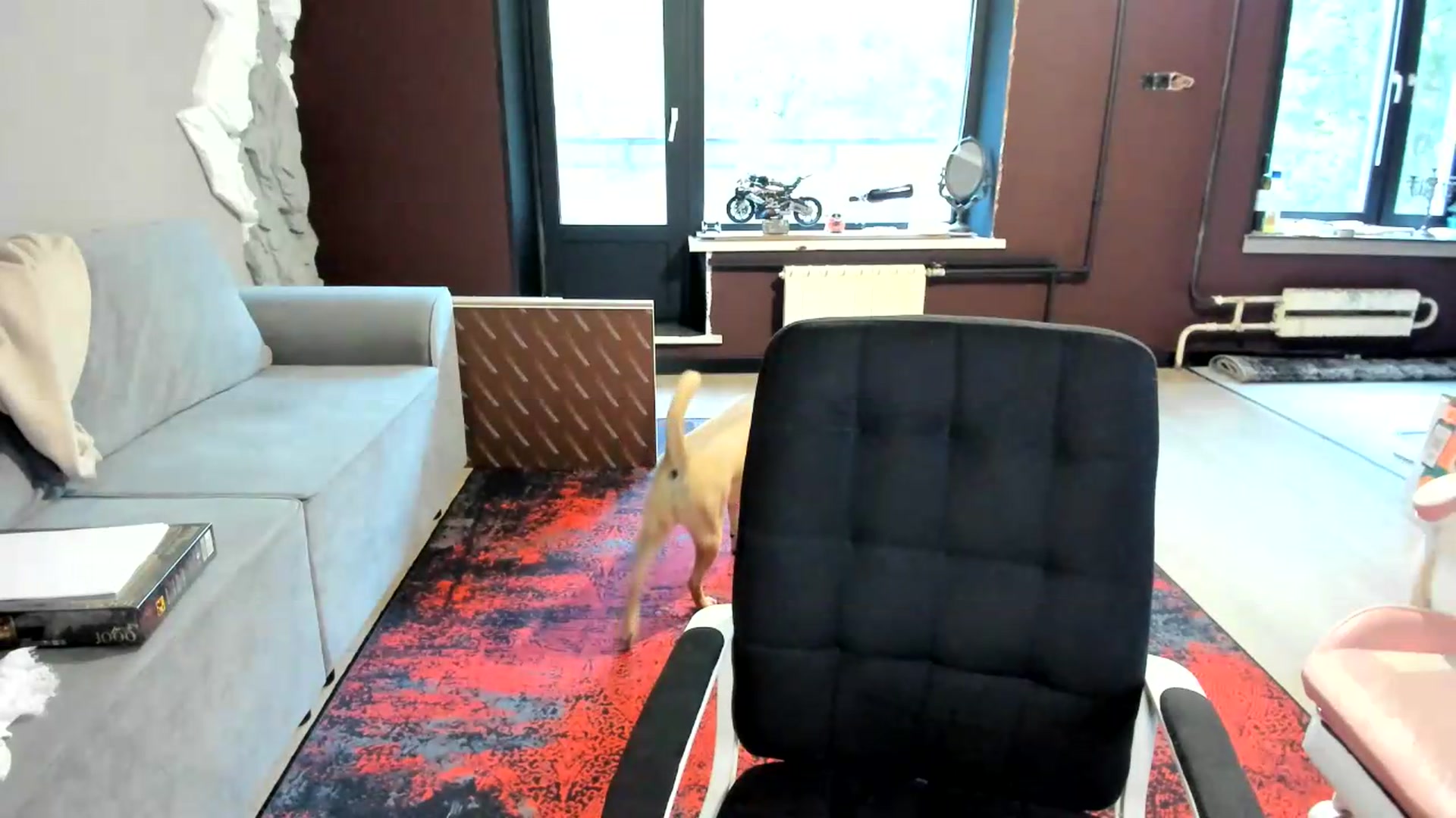 Gallery image thumbnail from Qi_ra's myfreecams stream on, 06/23/2026, 03:58 image 14 of 20