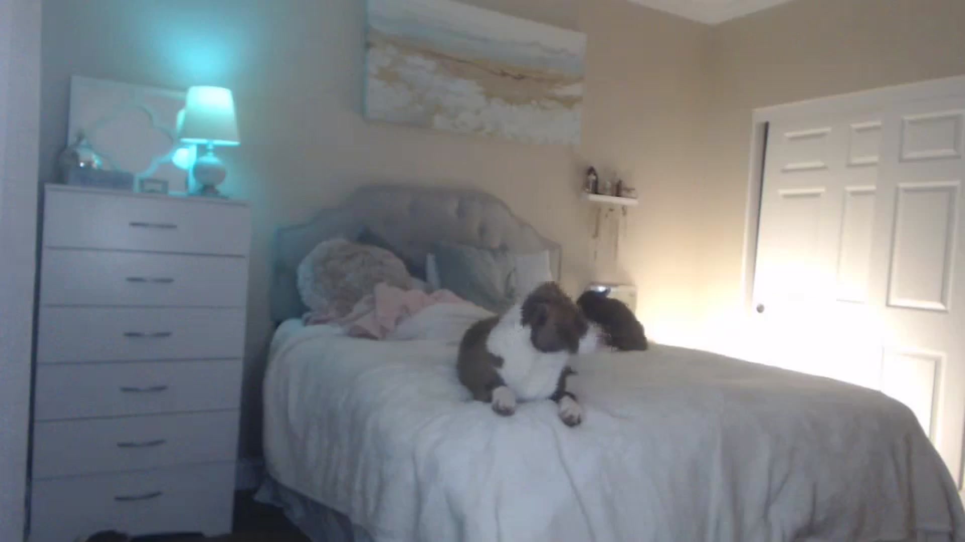 Gallery image thumbnail from Queen_bambii's myfreecams stream on, 03/05/2024, 08:26 image 11 of 20