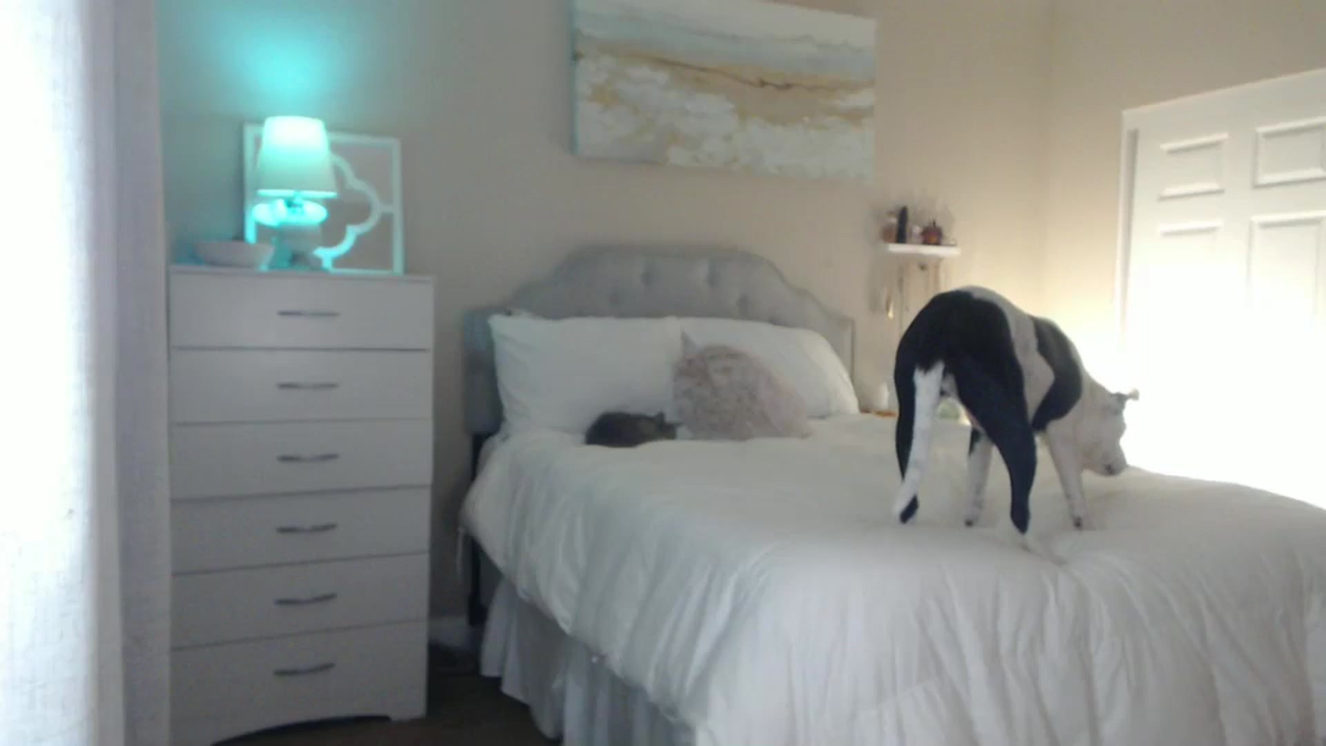 Gallery image thumbnail from Queen_bambii's myfreecams stream on, 10/19/2024, 06:47 image 9 of 20
