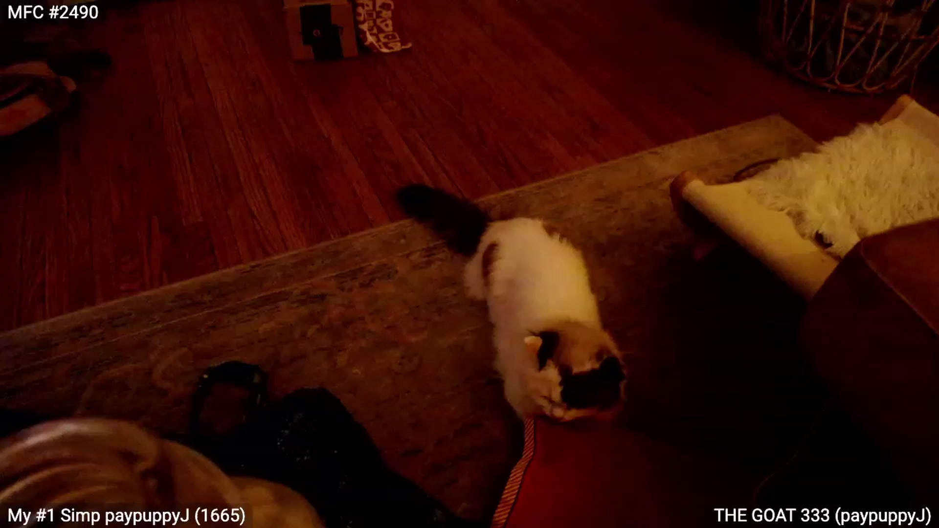 Gallery image thumbnail from RascalTV's myfreecams stream on, 06/09/2023, 09:08 image 7 of 20