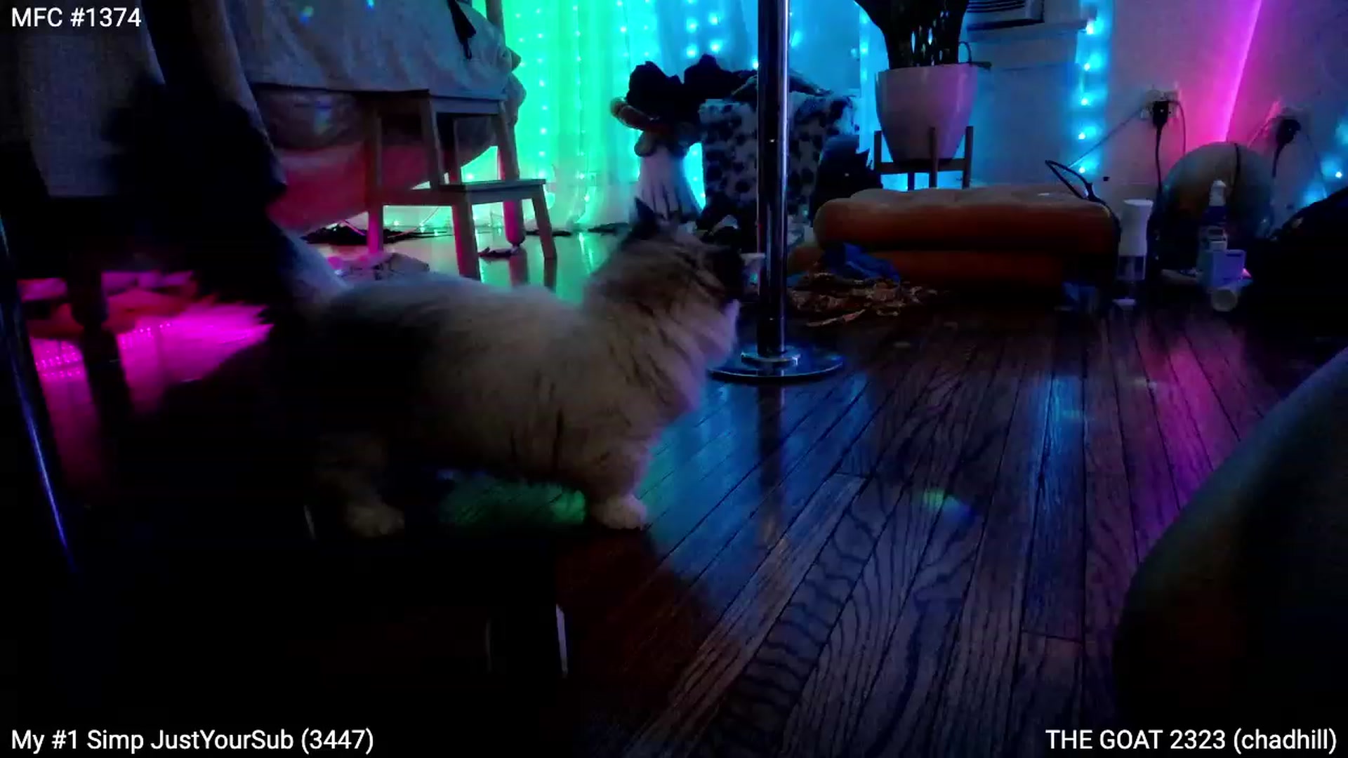 Gallery image thumbnail from RascalTV's myfreecams stream on, 06/24/2023, 07:21 image 8 of 20