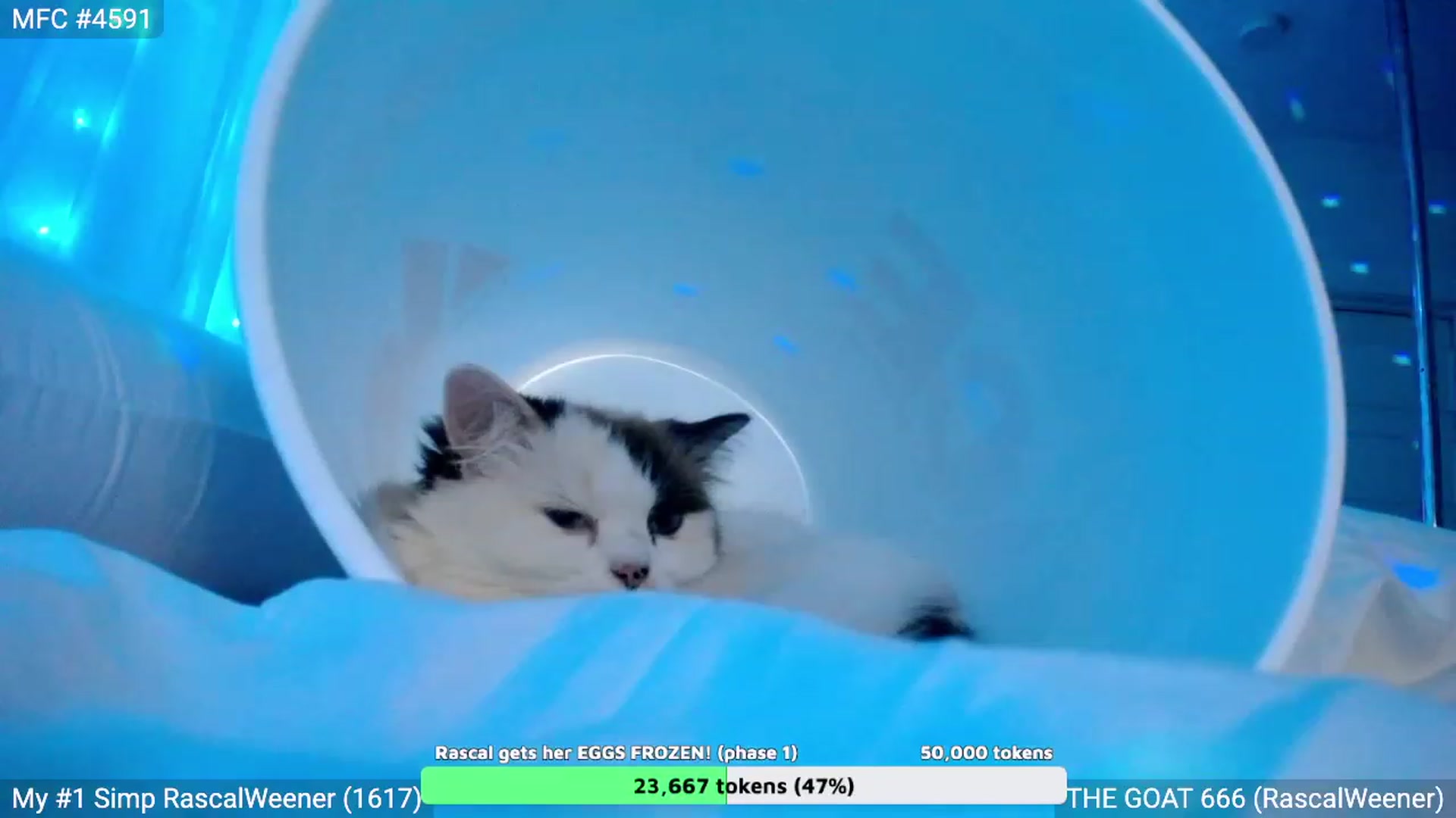 Gallery image thumbnail from RascalTV's myfreecams stream on, 10/13/2023, 07:22 image 18 of 20