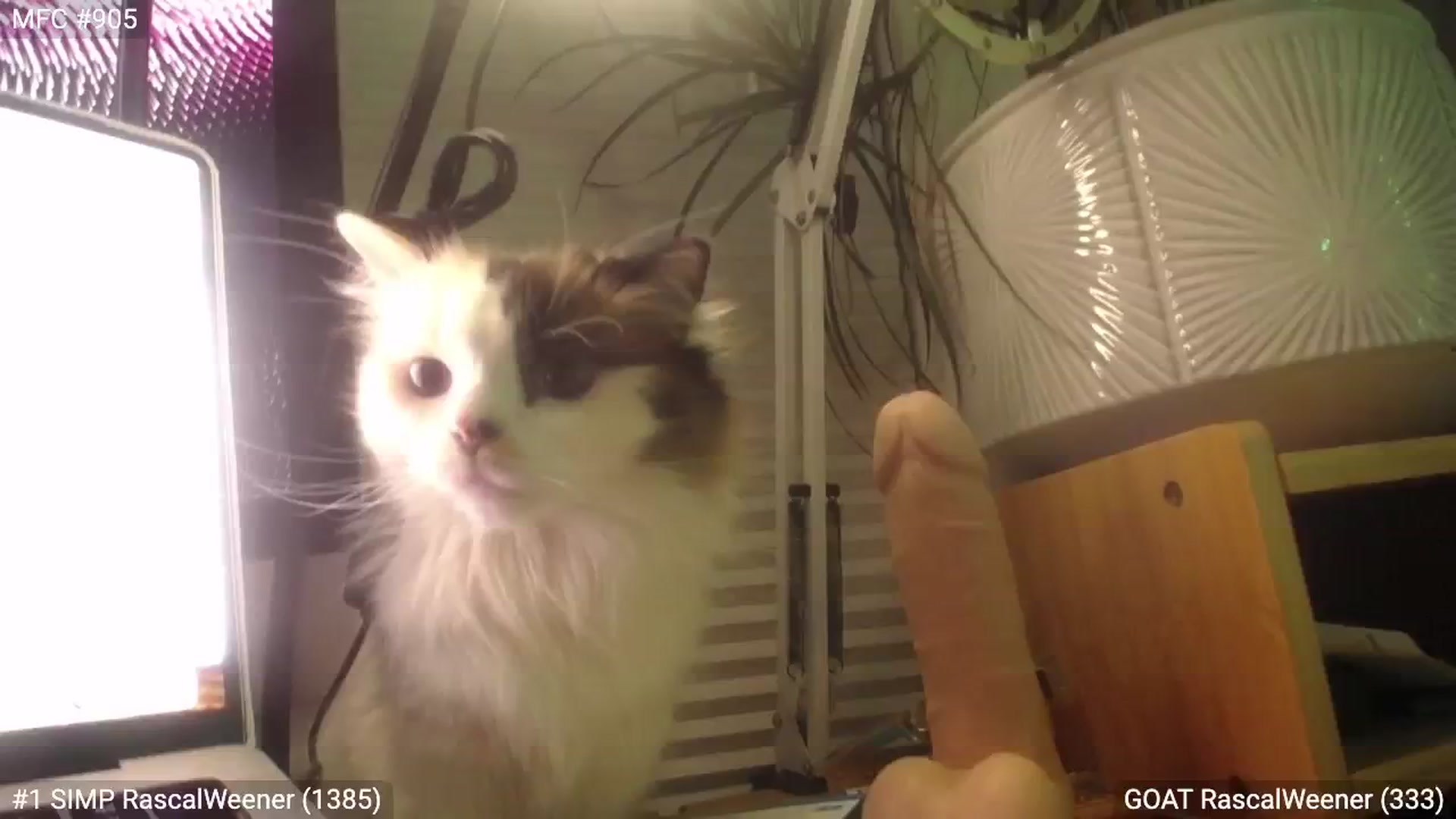 Gallery image thumbnail from RascalTV's myfreecams stream on, 03/02/2024, 08:50 image 7 of 20