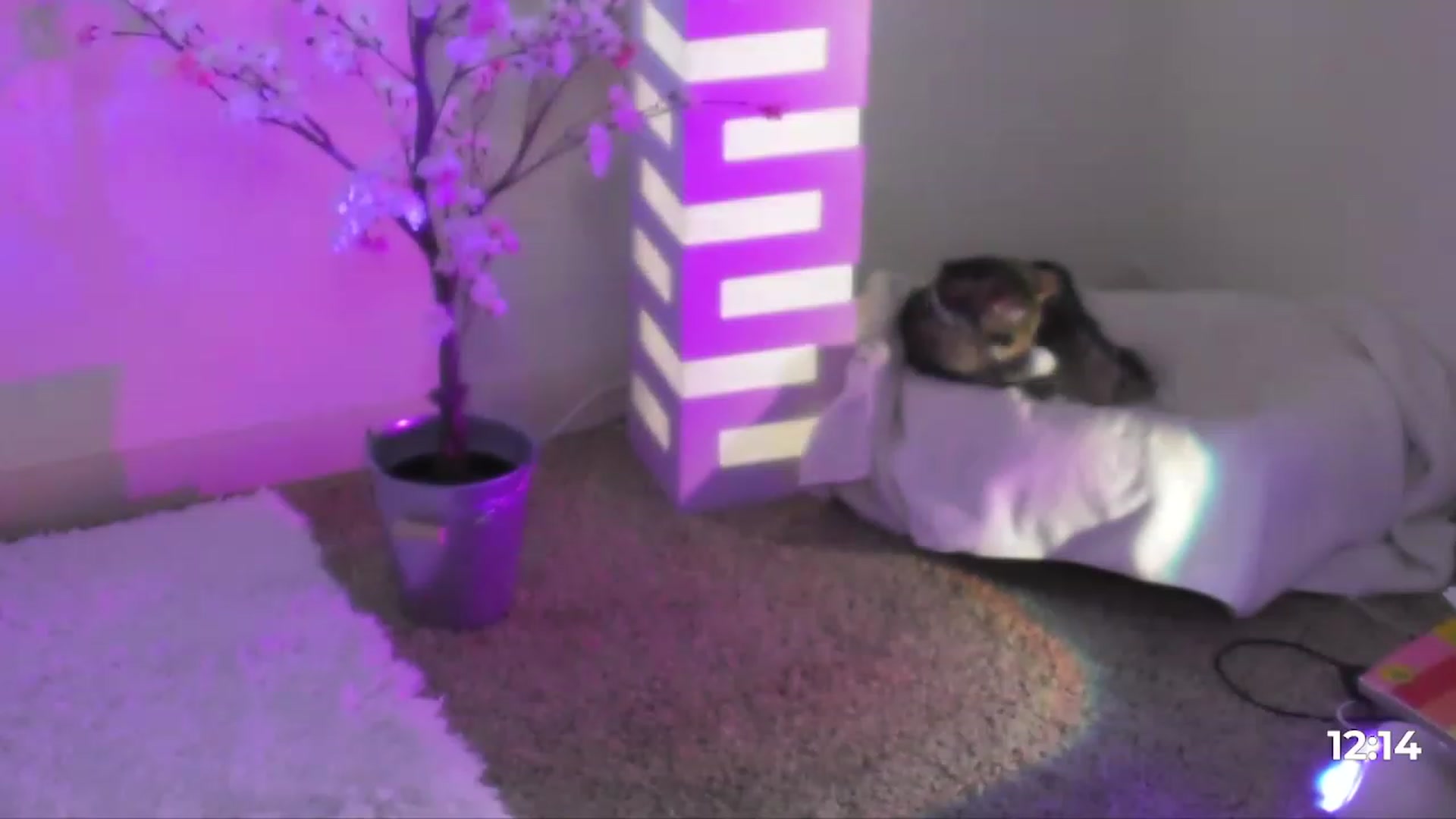 Gallery image thumbnail from Reige's myfreecams stream on, 04/27/2023, 09:26 image 6 of 20