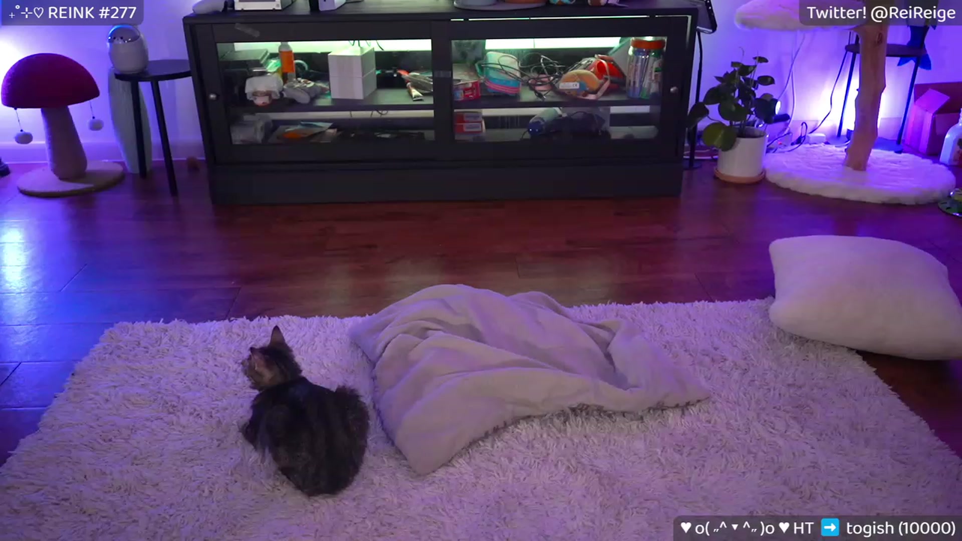 Gallery image thumbnail from Reige's myfreecams stream on, 08/27/2023, 11:37 image 4 of 20