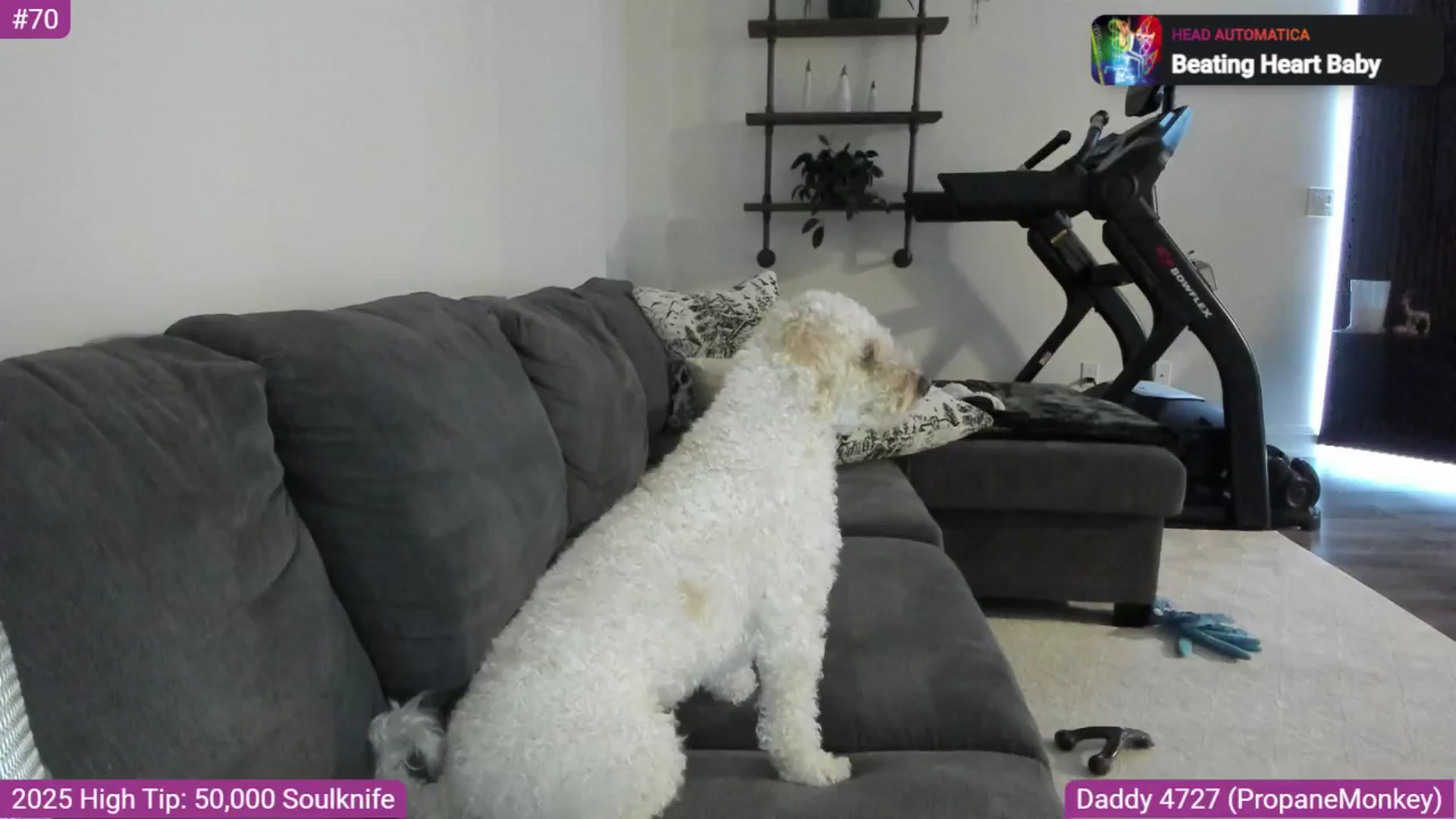 Gallery image thumbnail from RorrieGomez's myfreecams stream on, 12/27/2025, 06:05 image 8 of 20