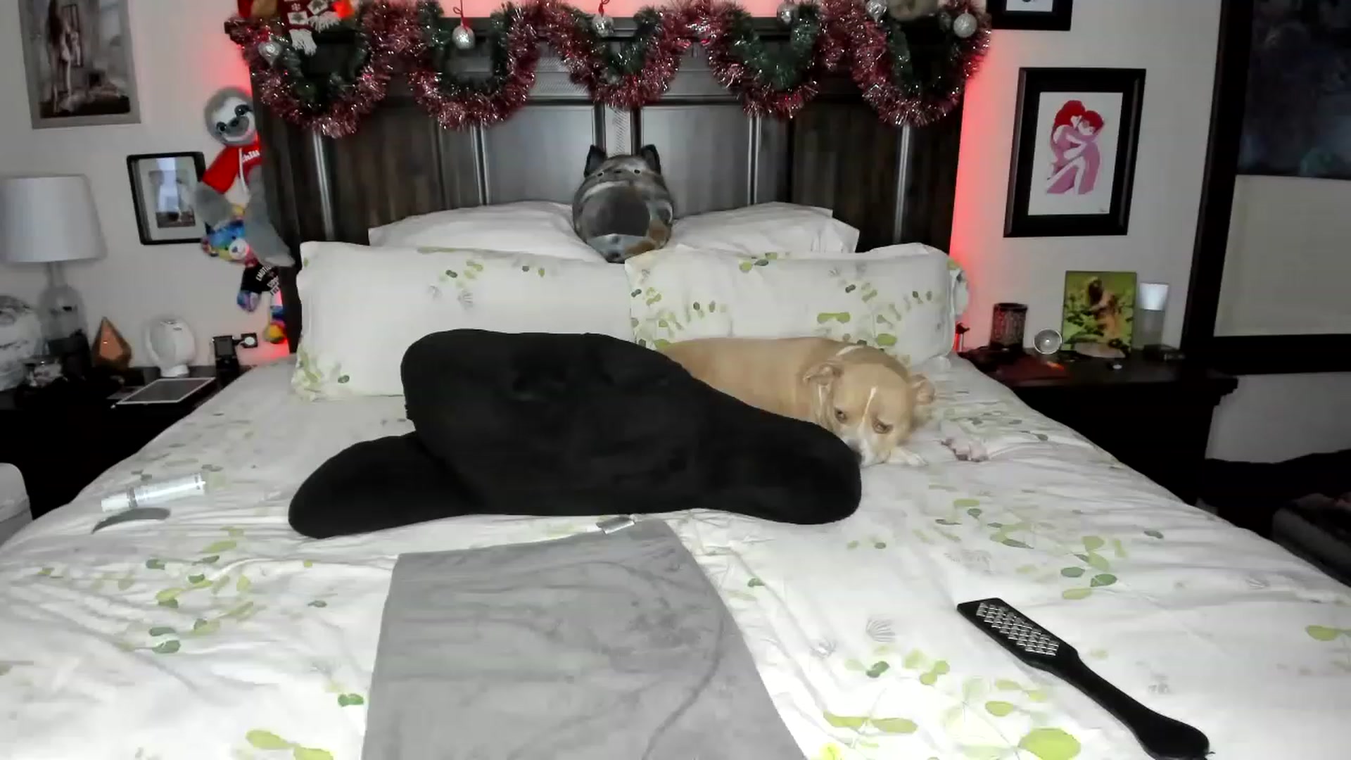 Gallery image thumbnail from Rose_Kitten's myfreecams stream on, 12/02/2022, 01:34 image 2 of 20