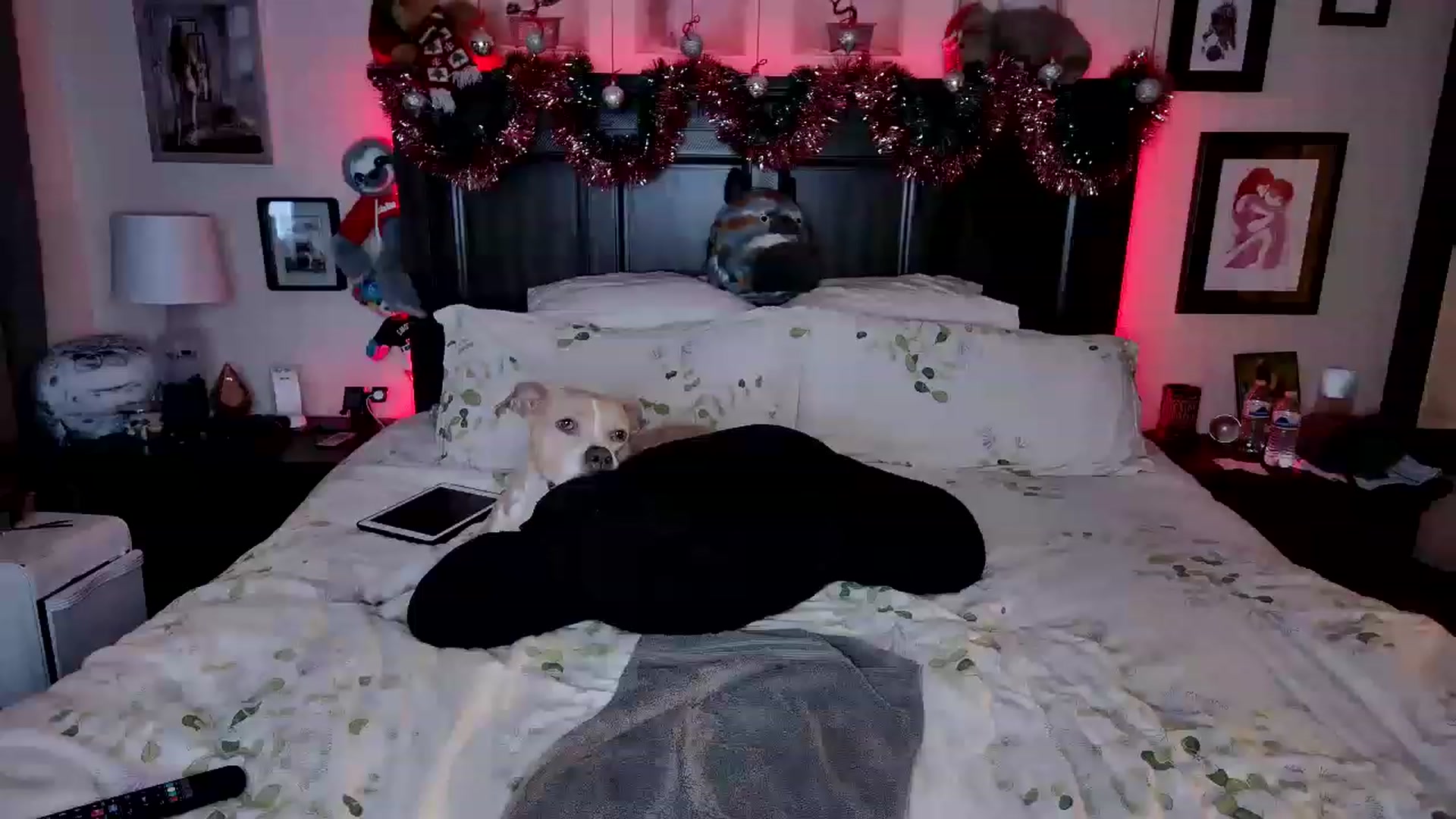 Gallery image thumbnail from Rose_Kitten's myfreecams stream on, 12/13/2022, 03:53 image 2 of 20