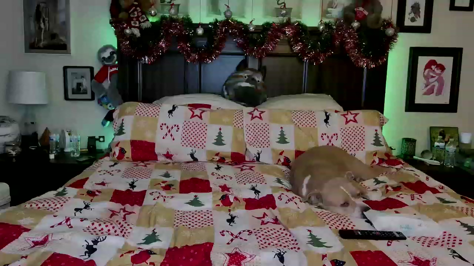 Gallery image thumbnail from Rose_Kitten's myfreecams stream on, 12/20/2022, 01:52 image 1 of 20