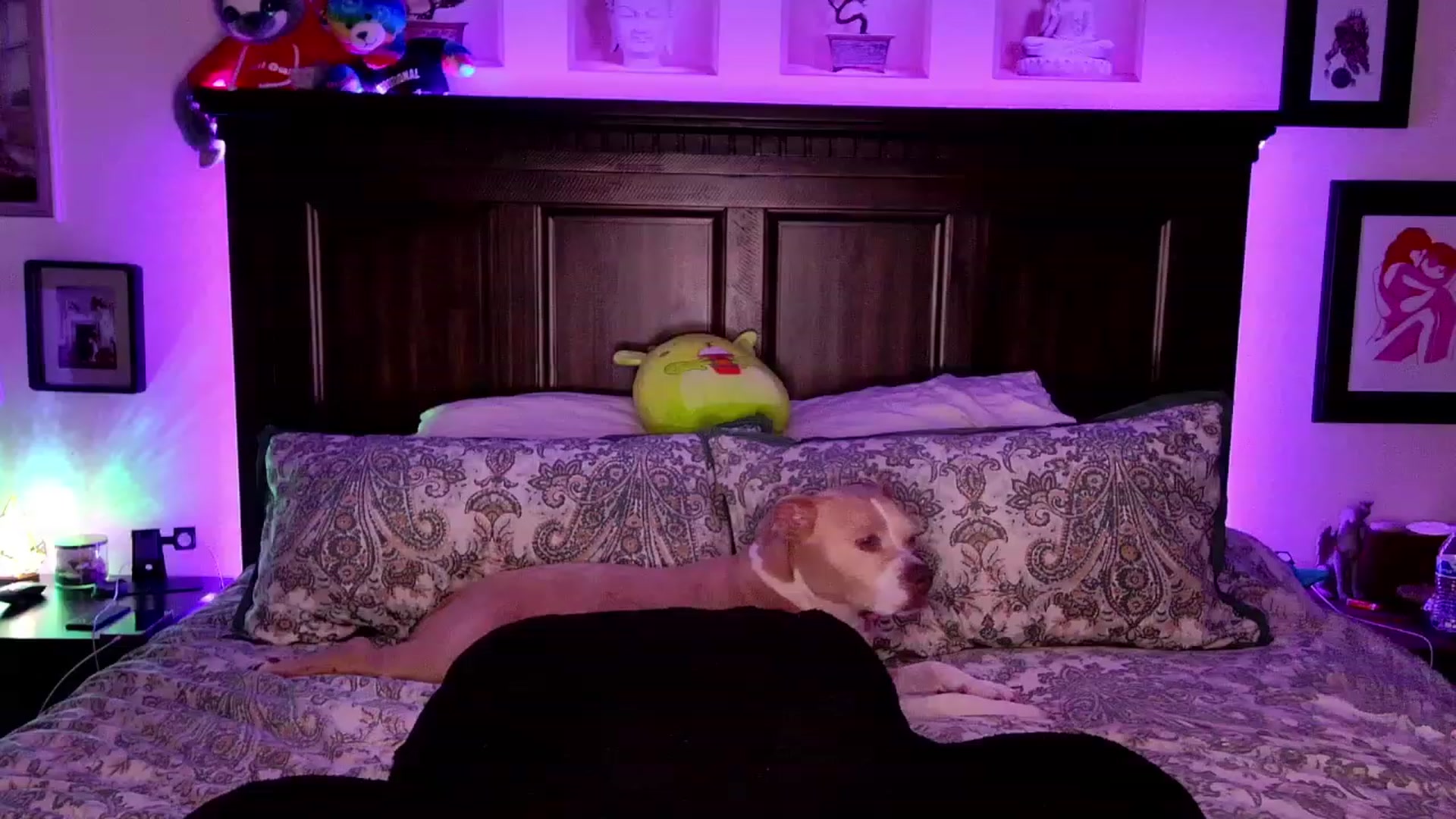 Gallery image thumbnail from Rose_Kitten's myfreecams stream on, 11/08/2023, 24:31 image 20 of 20