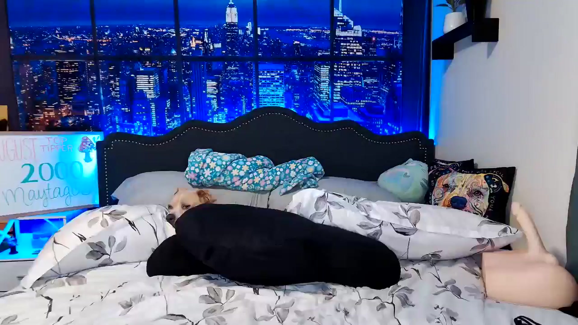 Gallery image thumbnail from Rose_Kitten's myfreecams stream on, 08/29/2024, 01:23 image 15 of 20
