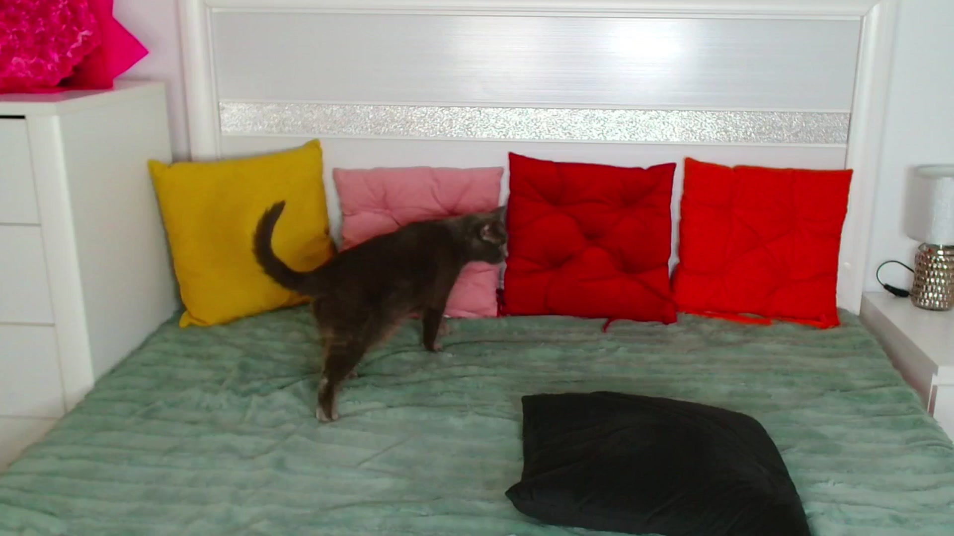 Gallery image thumbnail from Rose__Heart's myfreecams stream on, 04/22/2026, 21:47 image 15 of 20