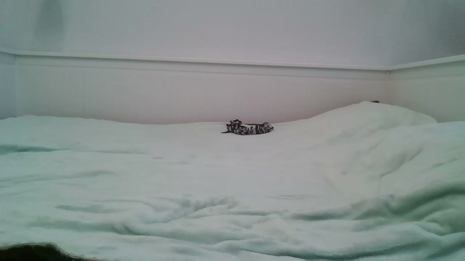 Gallery image thumbnail from RoxieSinner's myfreecams stream on, 05/25/2023, 11:29 image 19 of 20