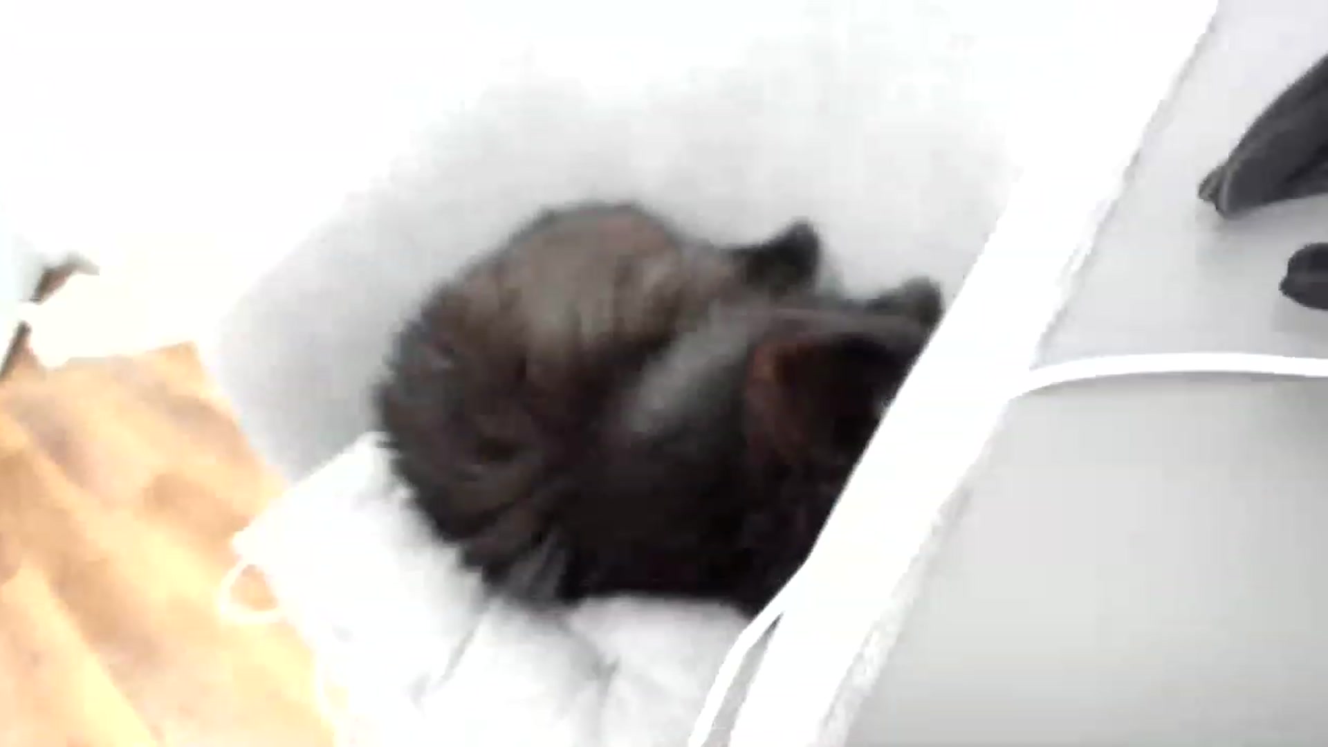 Gallery image thumbnail from SAINT_M's myfreecams stream on, 03/03/2023, 01:01 image 15 of 20