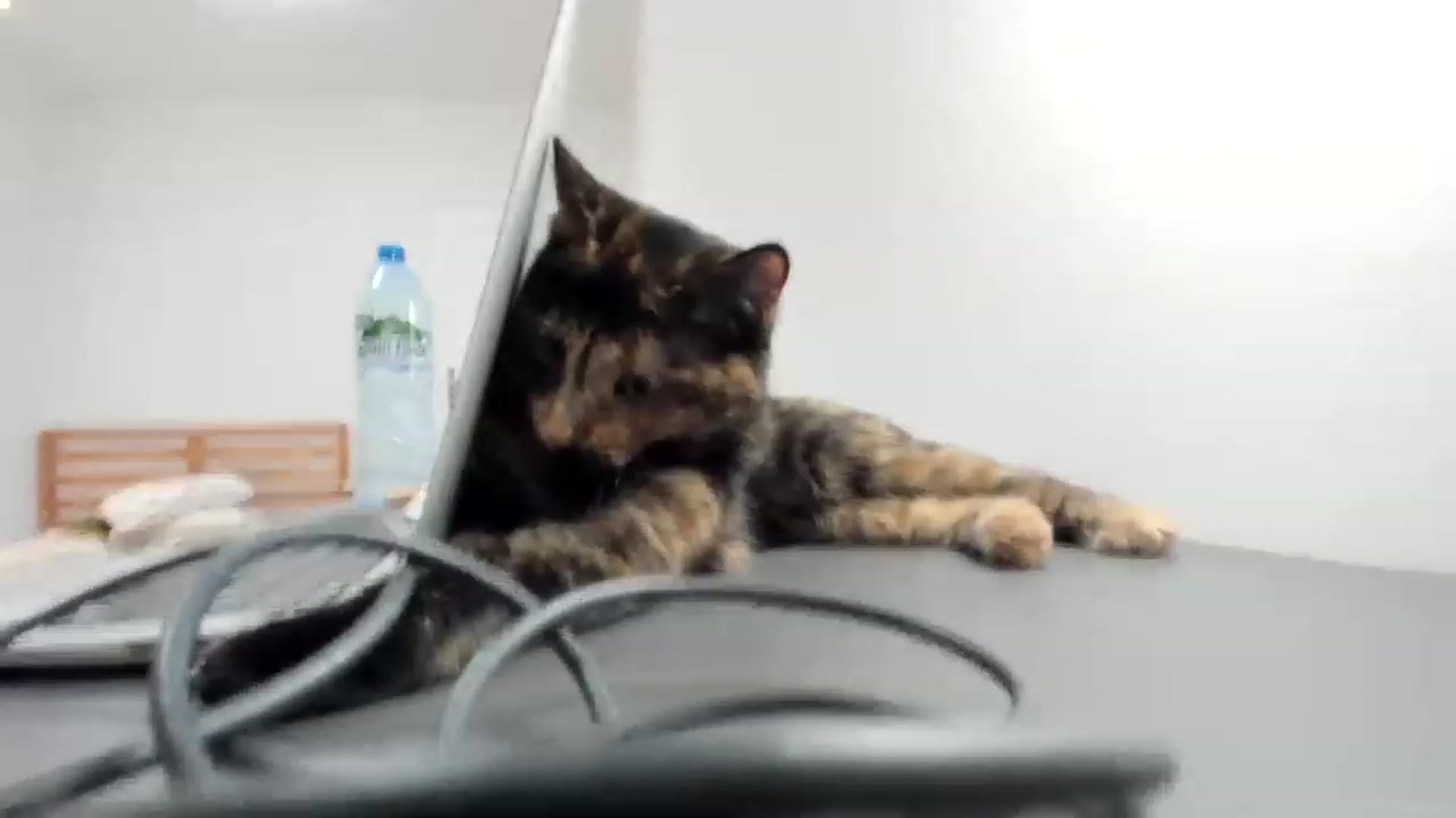 Gallery image thumbnail from SAINT_M's myfreecams stream on, 04/03/2023, 22:01 image 11 of 20