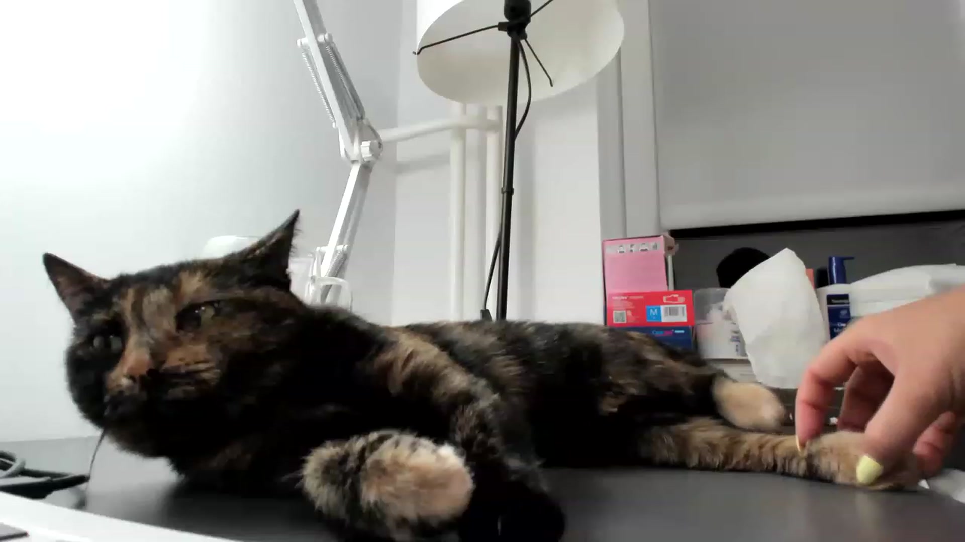 Gallery image thumbnail from SAINT_M's myfreecams stream on, 06/15/2023, 23:27 image 5 of 20