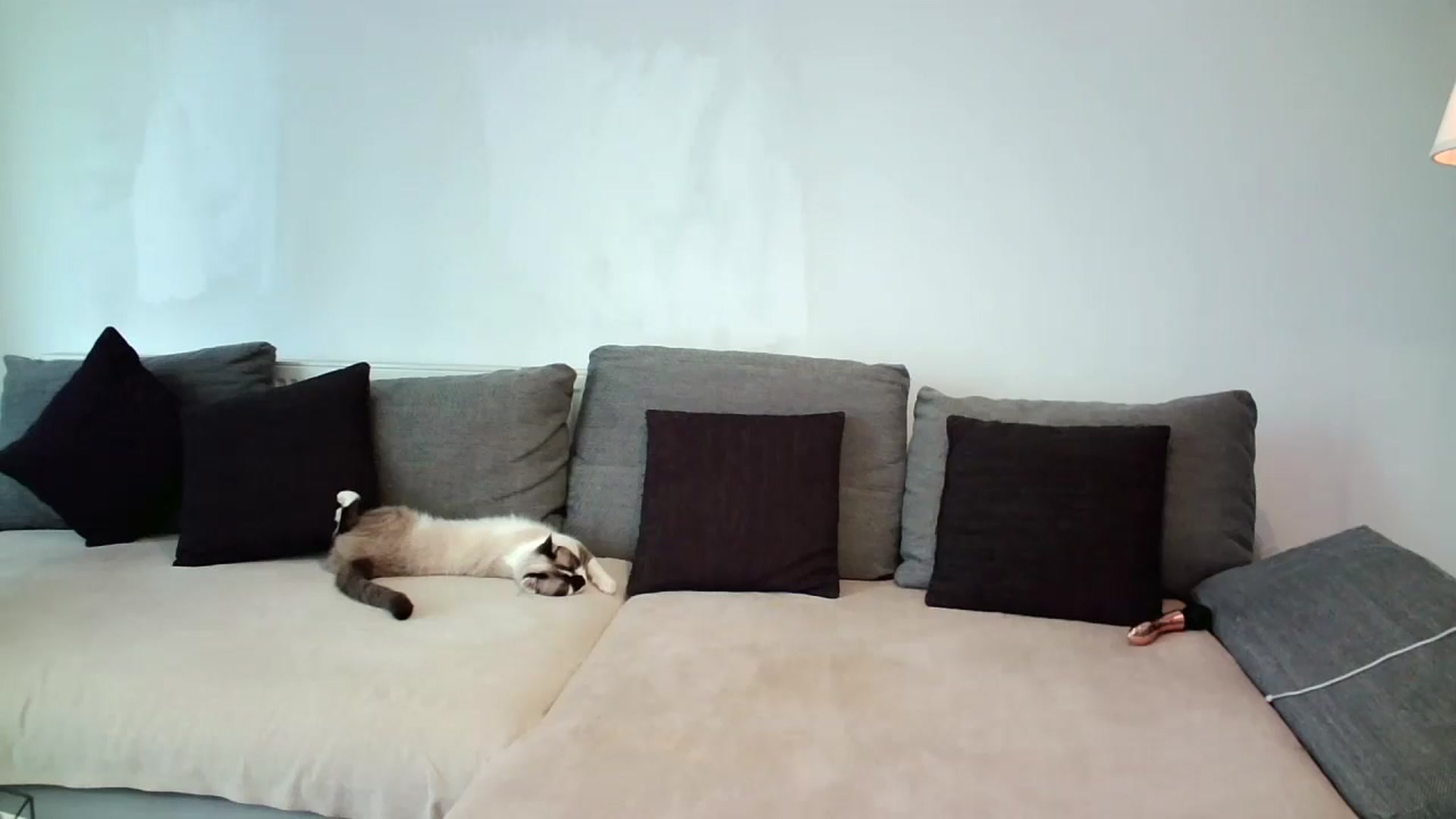 Gallery image thumbnail from SILKYWOMAN's myfreecams stream on, 05/14/2025, 11:24 image 5 of 20