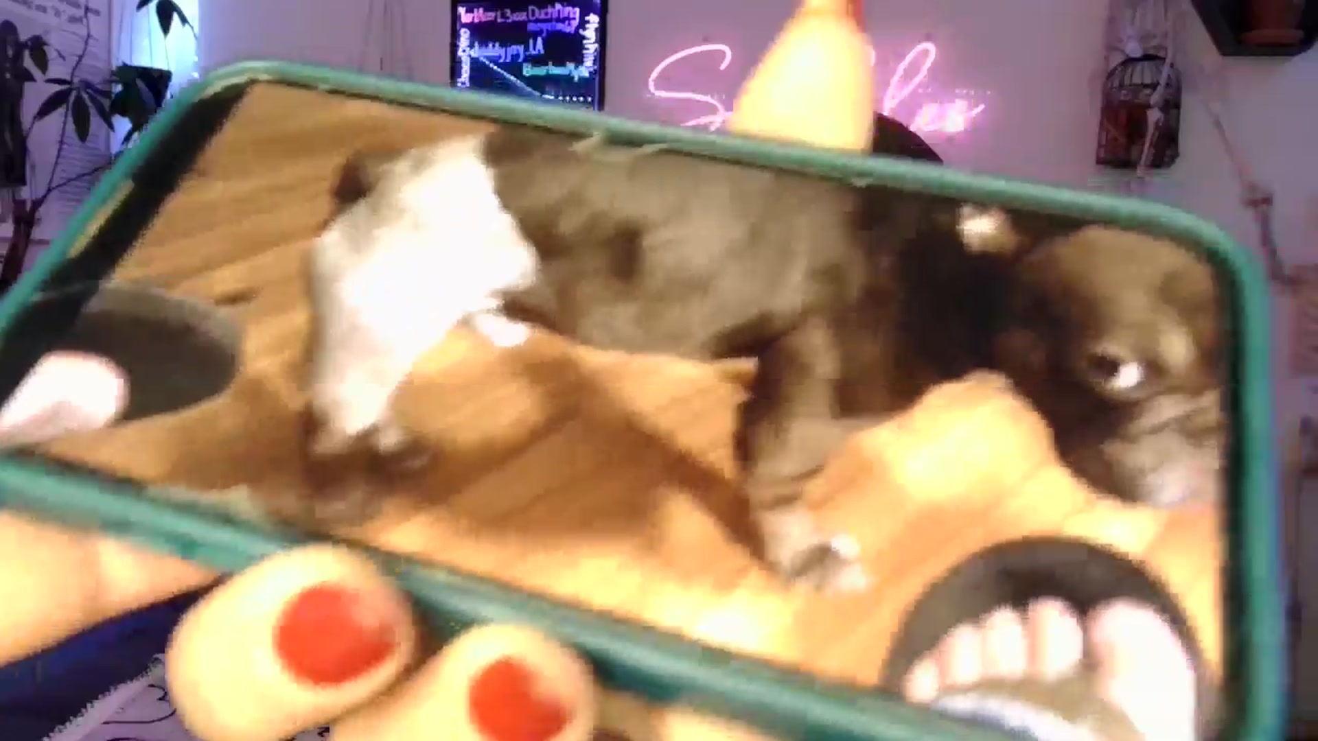 Gallery image thumbnail from SPARKL3S's myfreecams stream on, 02/17/2026, 10:11 image 19 of 20