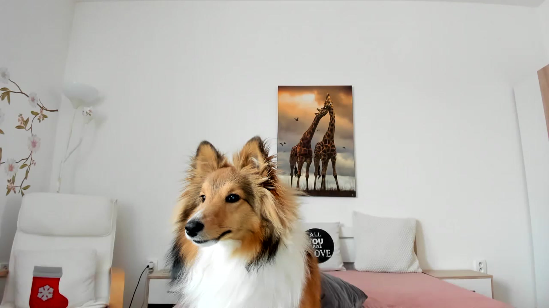 Gallery image thumbnail from Saandruskaa's myfreecams stream on, 04/07/2023, 11:42 image 19 of 20