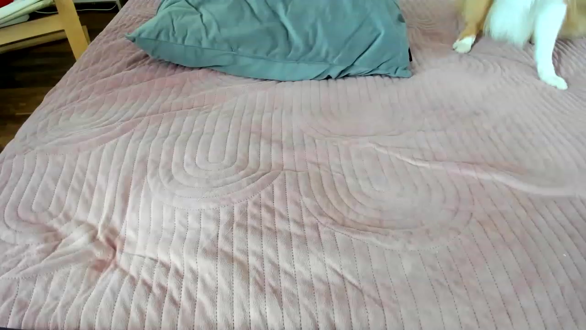 Gallery image thumbnail from Saandruskaa's myfreecams stream on, 05/21/2023, 10:09 image 19 of 20