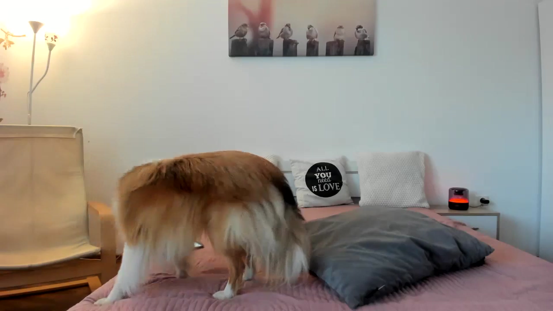 Gallery image thumbnail from Saandruskaa's myfreecams stream on, 09/23/2023, 15:55 image 9 of 20