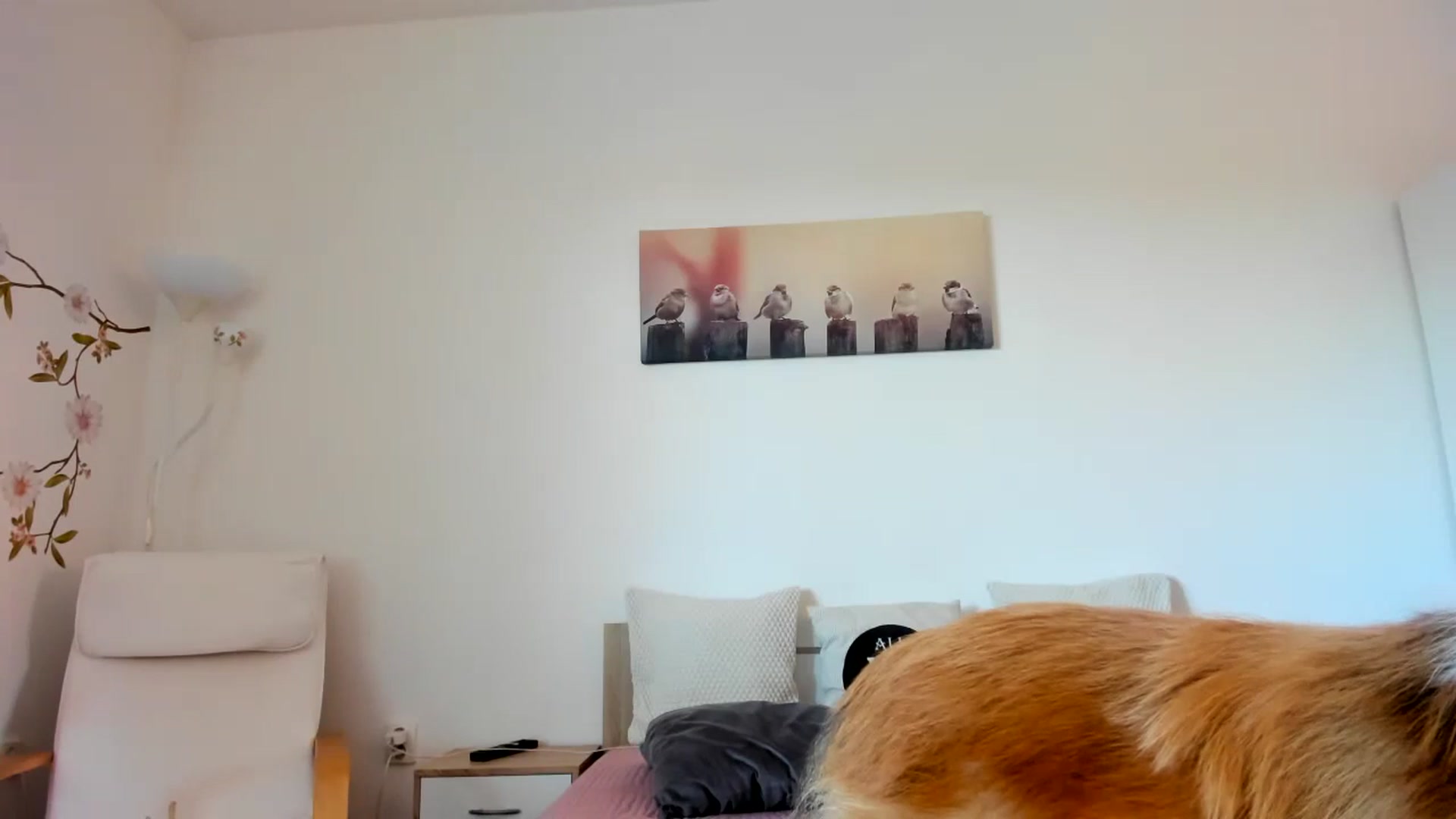 Gallery image thumbnail from Saandruskaa's myfreecams stream on, 11/07/2023, 14:01 image 20 of 20