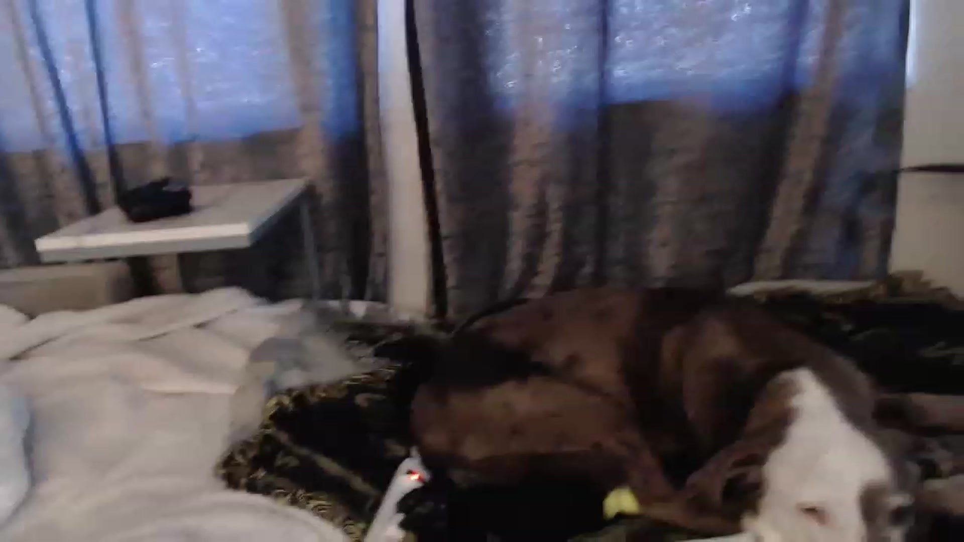 Gallery image thumbnail from Sammigrey_'s myfreecams stream on, 01/19/2023, 14:55 image 8 of 20
