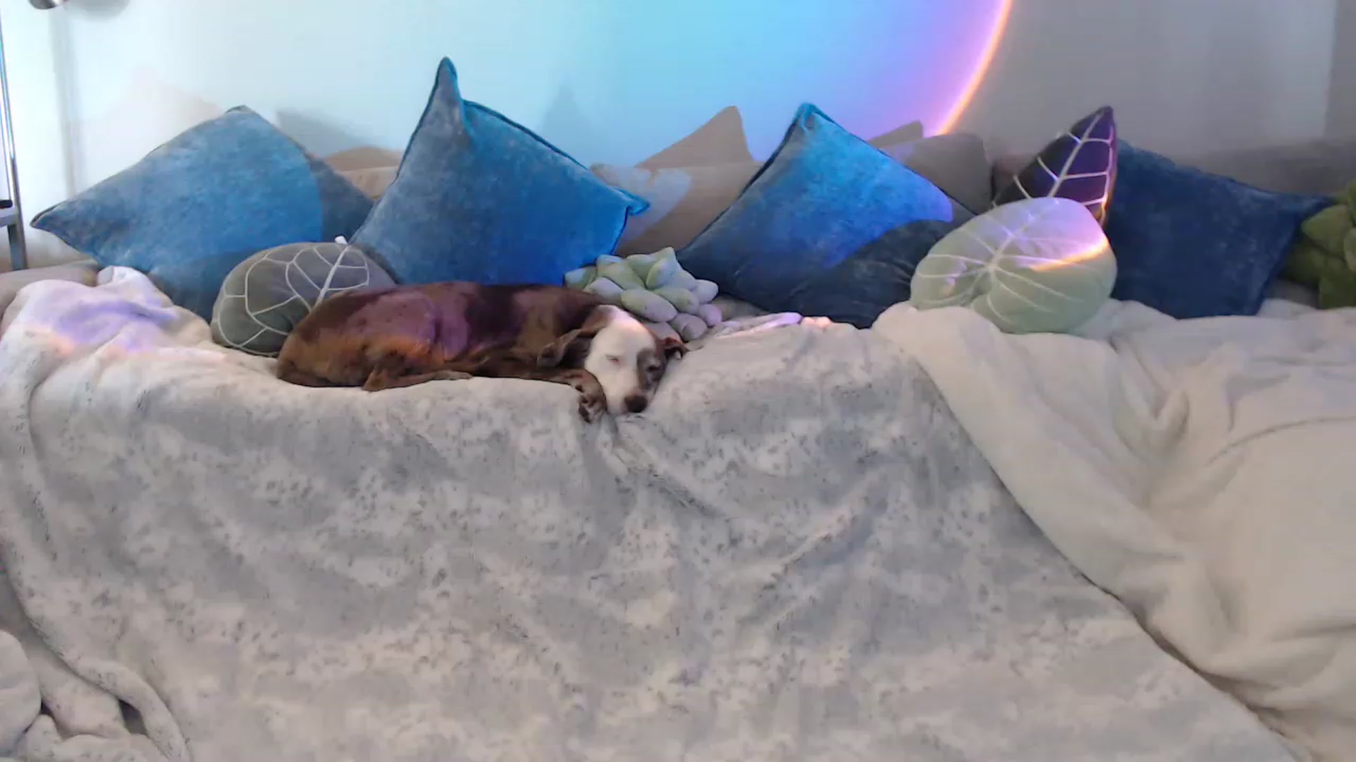 Gallery image thumbnail from Sammigrey_'s myfreecams stream on, 04/19/2023, 18:02 image 2 of 20