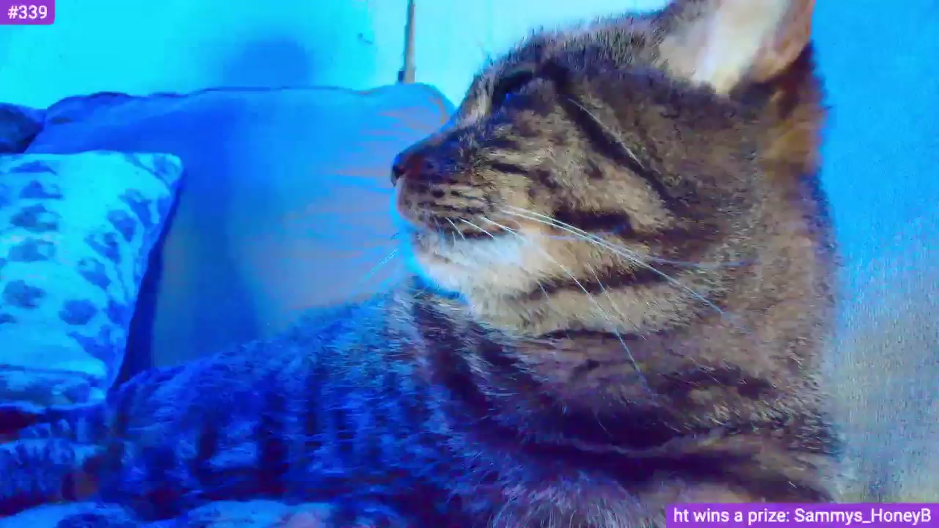 Gallery image thumbnail from Sammy_gray's myfreecams stream on, 05/02/2024, 03:59 image 10 of 20