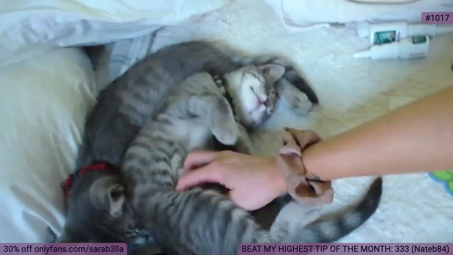 Gallery image thumbnail from SaraBellaaa's myfreecams stream on, 10/02/2023, 03:14 image 8 of 20