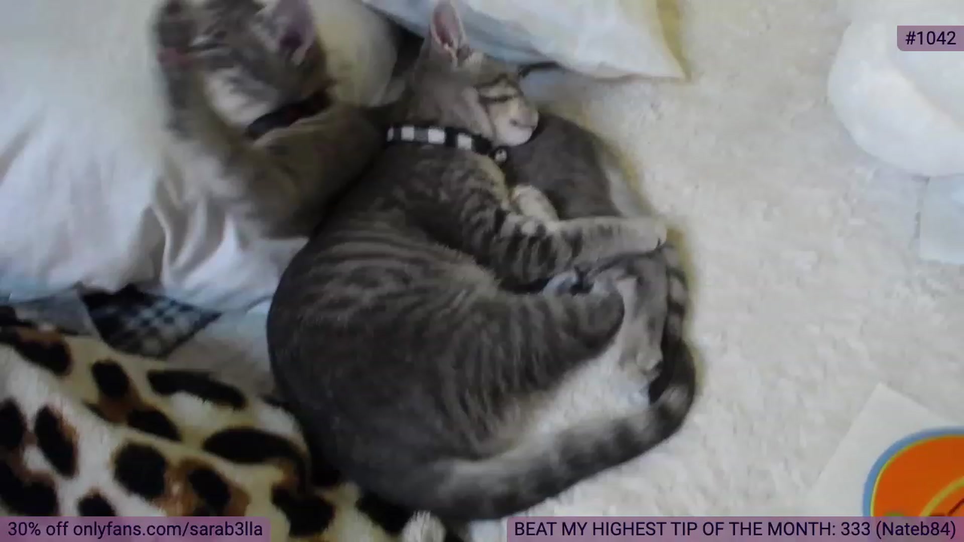Gallery image thumbnail from SaraBellaaa's myfreecams stream on, 10/02/2023, 03:14 image 1 of 20