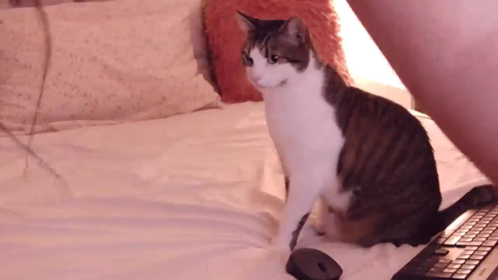 Gallery image thumbnail from Sara_Joy's myfreecams stream on, 08/27/2024, 01:11 image 14 of 20