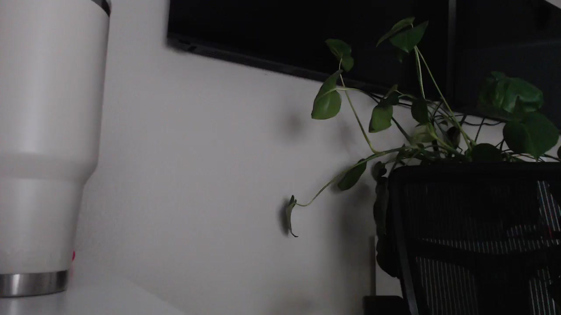 Gallery image thumbnail from Sarah_Stark's myfreecams stream on, 05/11/2026, 12:56 image 8 of 20
