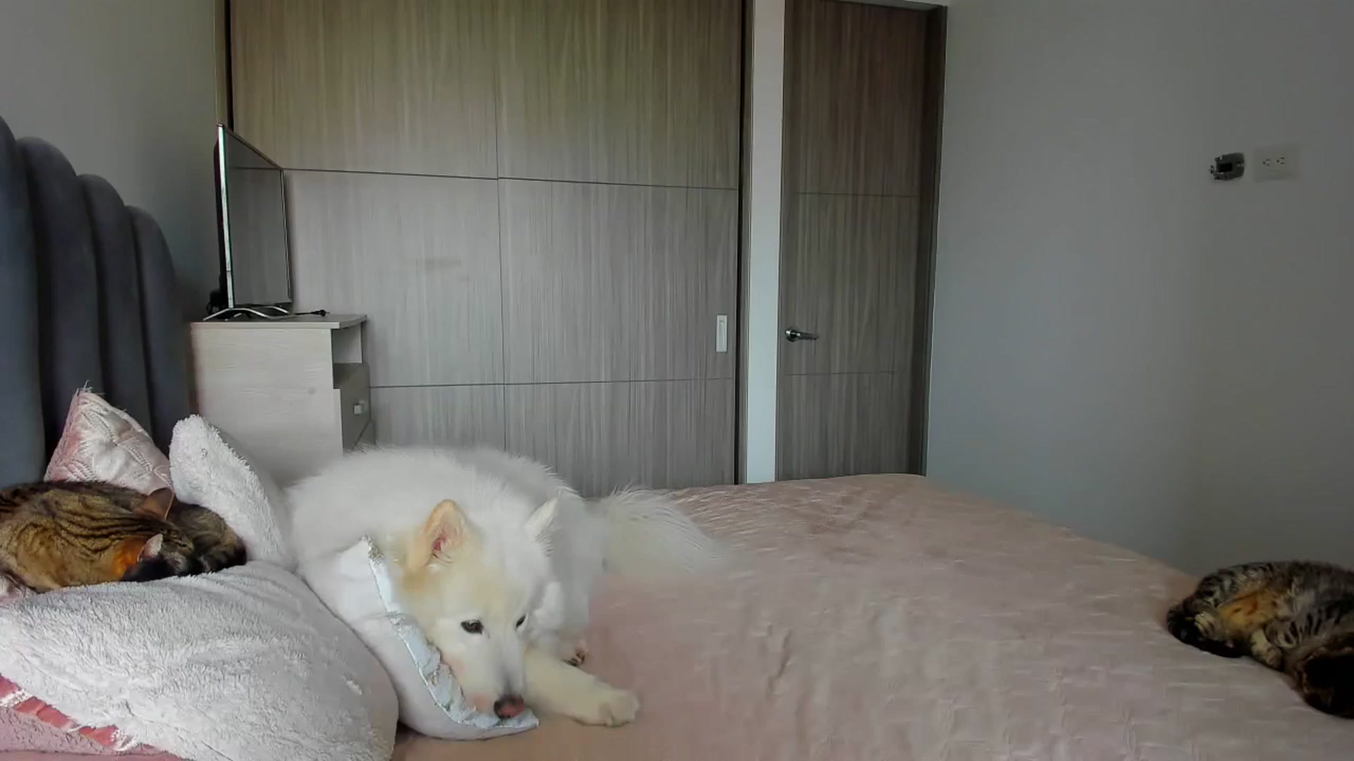 Gallery image thumbnail from Saritaa__'s myfreecams stream on, 07/30/2024, 21:36 image 4 of 20