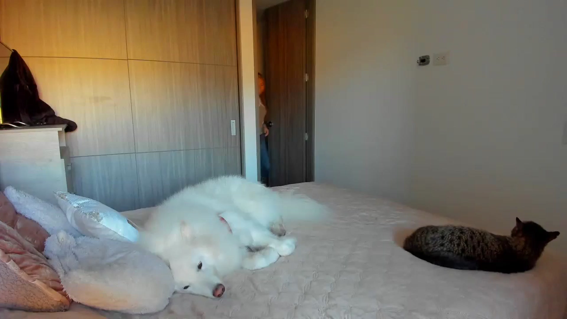 Gallery image thumbnail from Saritaa__'s myfreecams stream on, 08/30/2024, 23:00 image 3 of 20