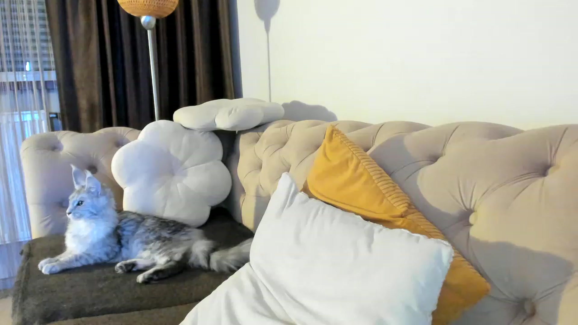 Gallery image thumbnail from SashaLopez's myfreecams stream on, 05/21/2023, 22:10 image 13 of 20