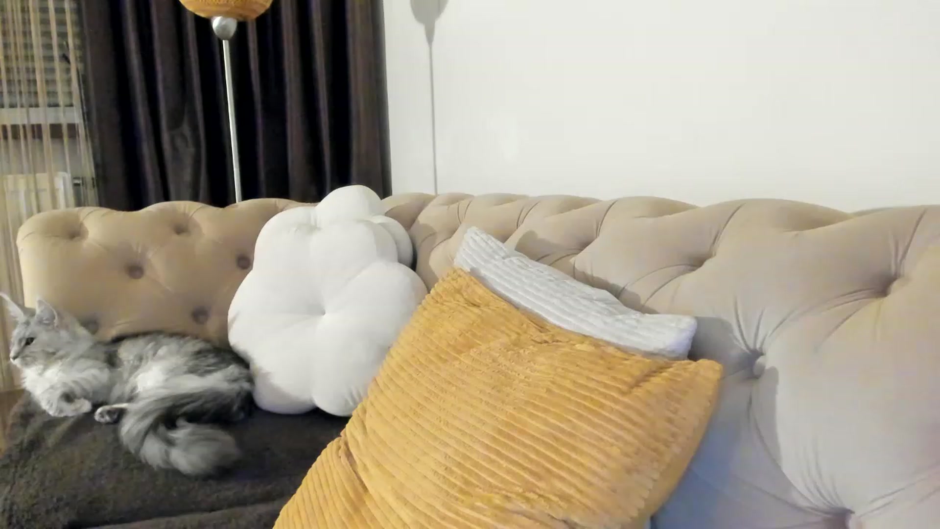 Gallery image thumbnail from SashaLopez's myfreecams stream on, 06/19/2023, 20:06 image 6 of 20