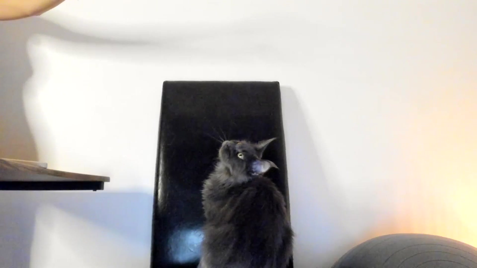 Gallery image thumbnail from SashaLopez's myfreecams stream on, 07/03/2023, 21:35 image 15 of 20