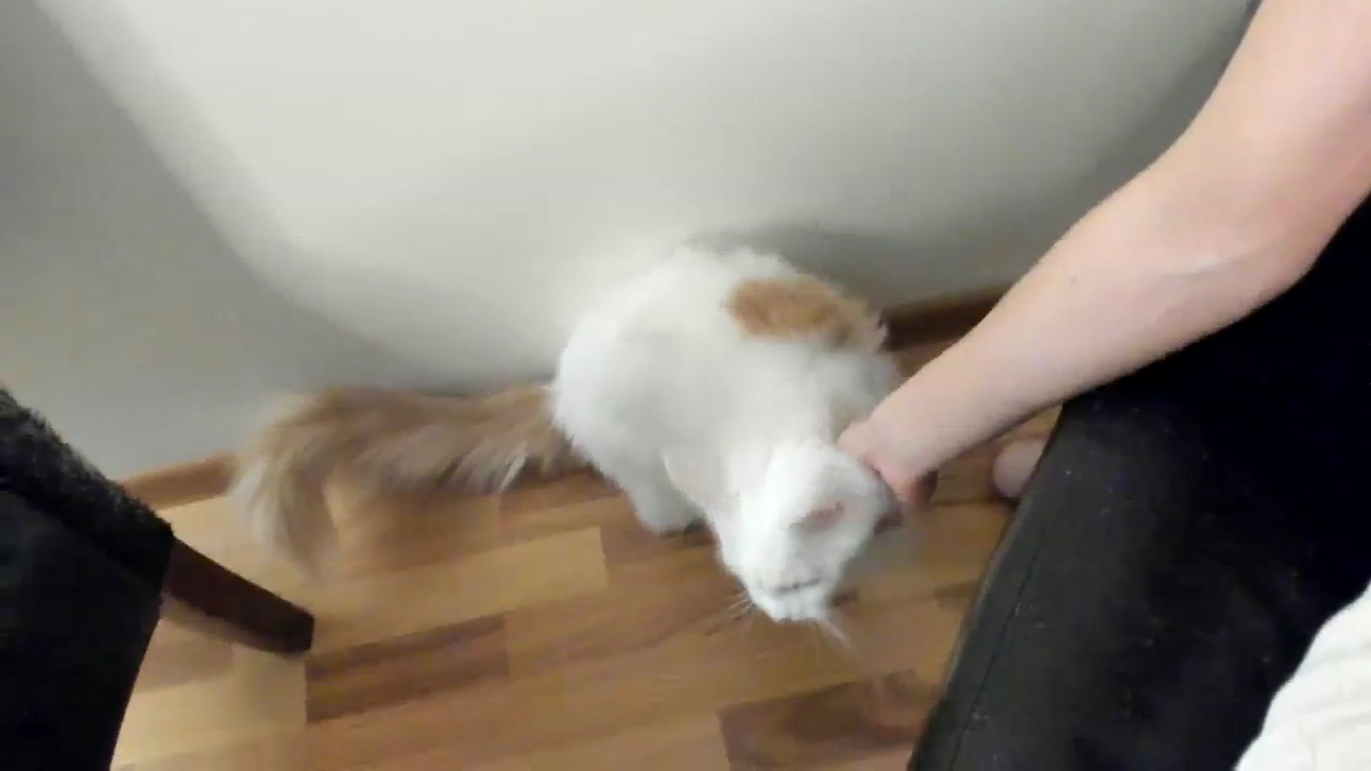 Gallery image thumbnail from SashaLopez's myfreecams stream on, 11/21/2023, 23:14 image 12 of 20