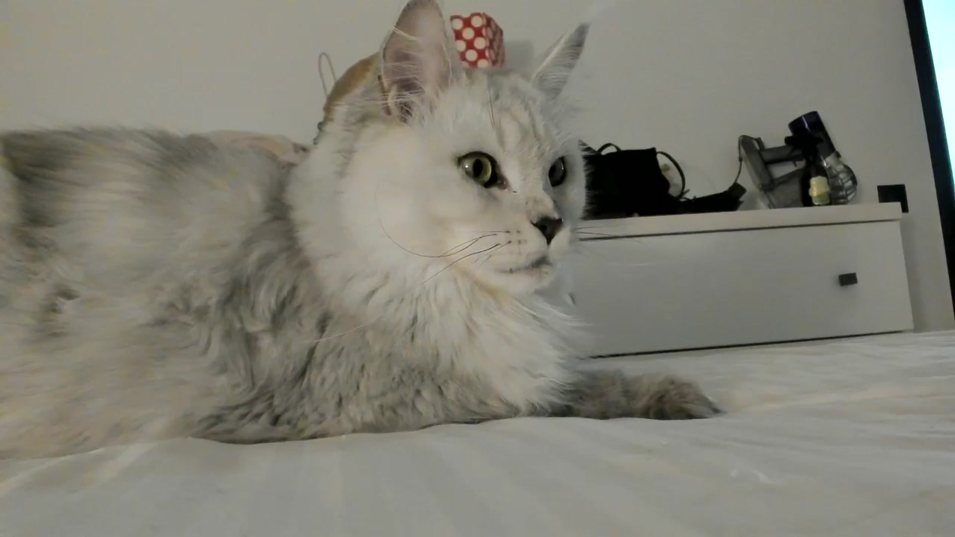 Gallery image thumbnail from SashaLopez's myfreecams stream on, 12/12/2023, 23:50 image 19 of 20