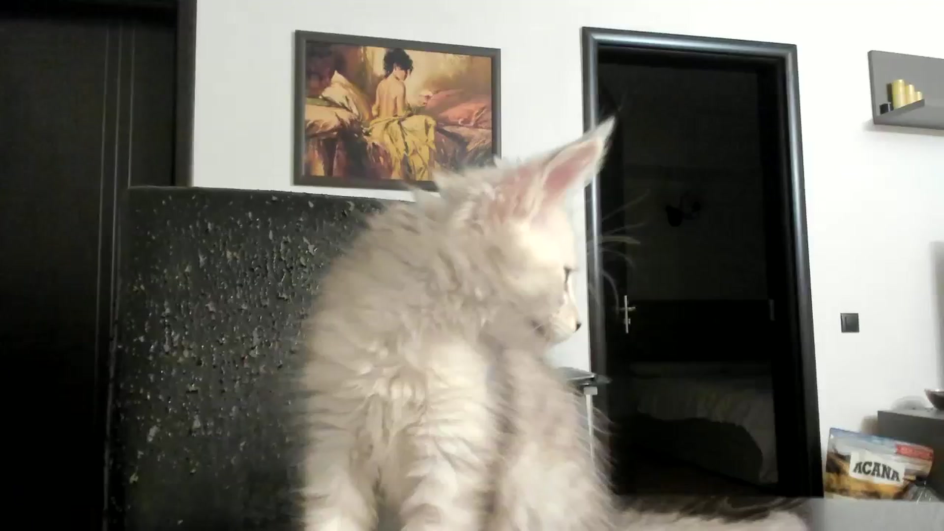 Gallery image thumbnail from SashaLopez's myfreecams stream on, 01/10/2024, 22:23 image 4 of 20