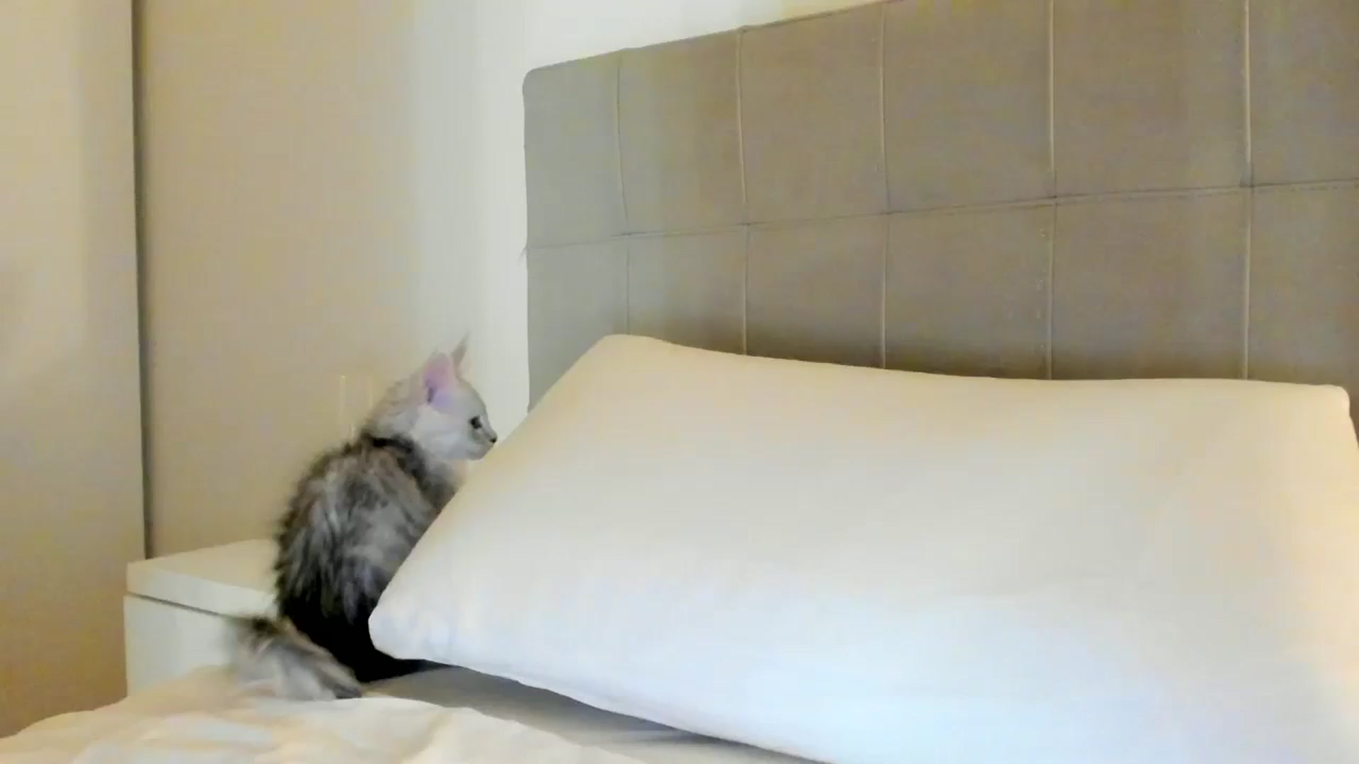 Gallery image thumbnail from SashaLopez's myfreecams stream on, 01/26/2024, 23:55 image 19 of 20