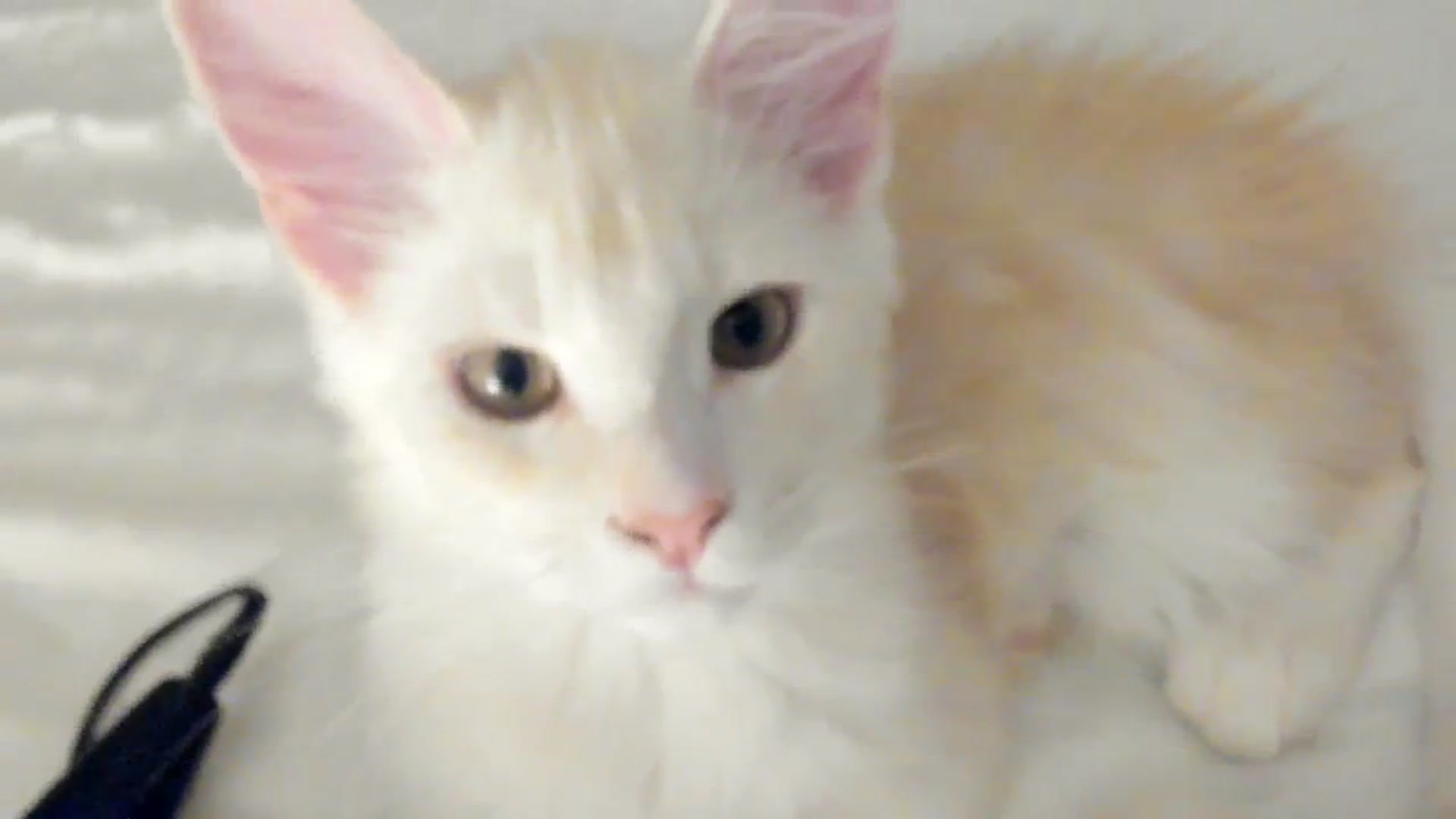 Gallery image thumbnail from SashaLopez's myfreecams stream on, 02/14/2024, 22:12 image 7 of 20