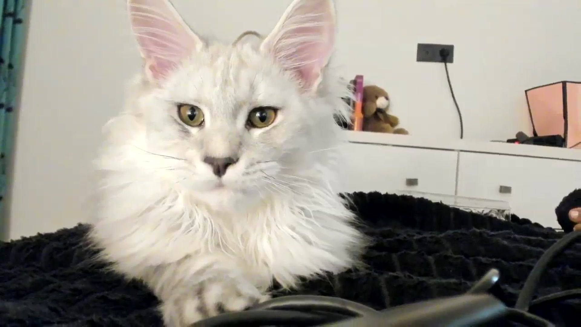 Gallery image thumbnail from SashaLopez's myfreecams stream on, 03/07/2024, 24:01 image 2 of 20