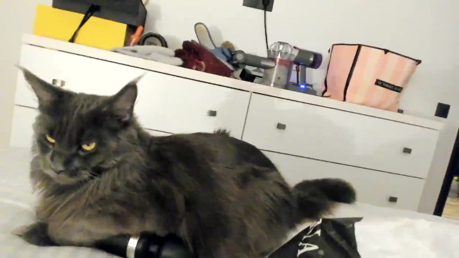 Gallery image thumbnail from SashaLopez's myfreecams stream on, 03/12/2024, 22:33 image 4 of 20