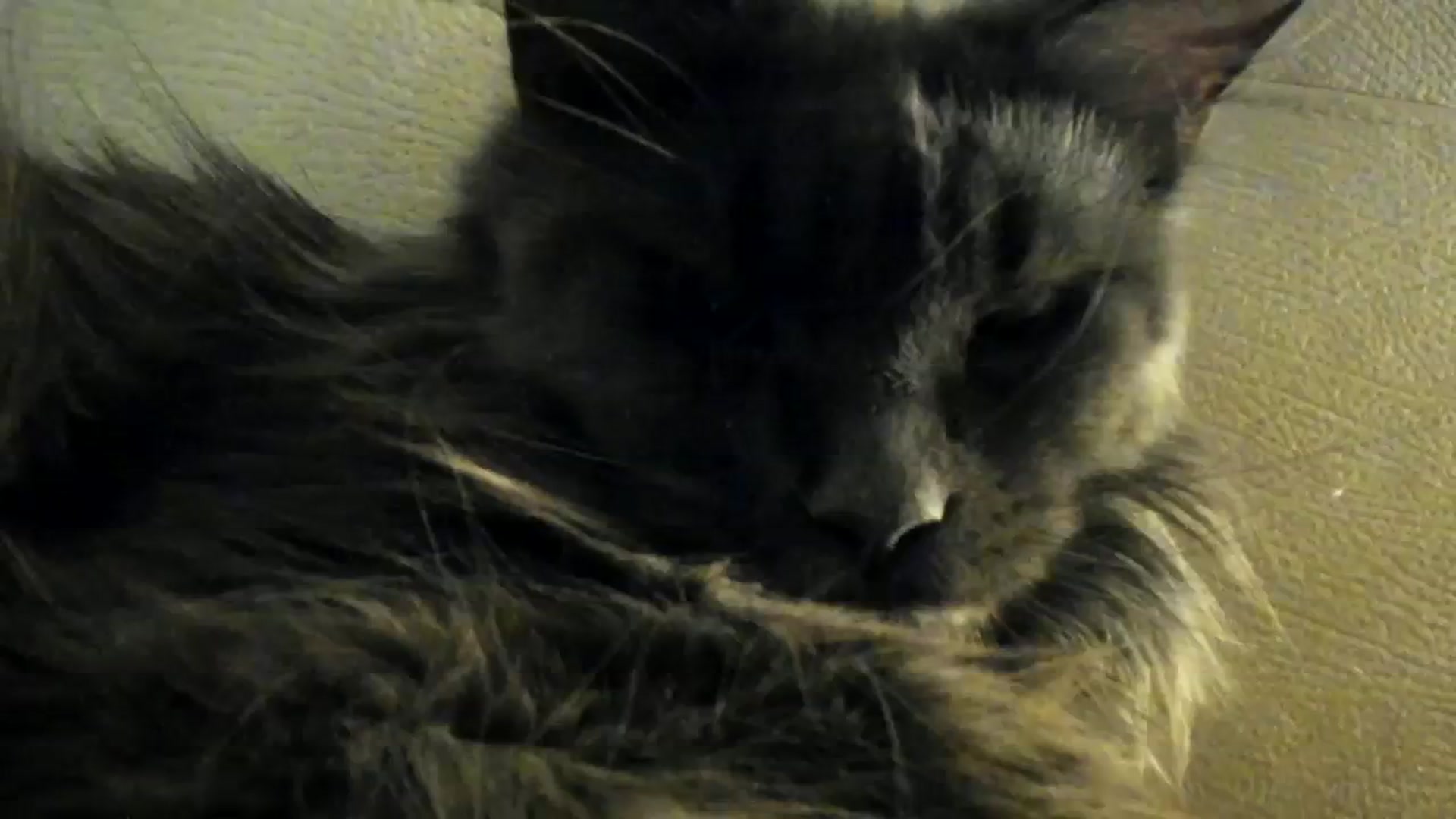 Gallery image thumbnail from SashaLopez's myfreecams stream on, 03/21/2024, 21:45 image 18 of 20