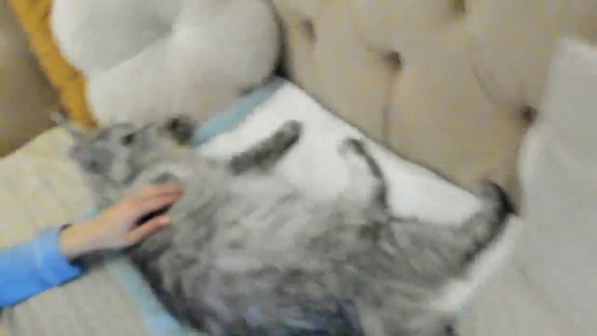 Gallery image thumbnail from SashaLopez's myfreecams stream on, 04/22/2024, 20:45 image 11 of 20