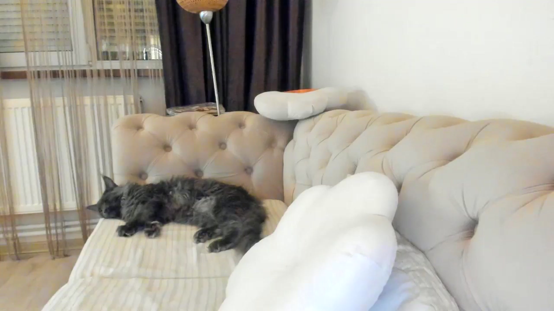 Gallery image thumbnail from SashaLopez's myfreecams stream on, 05/08/2024, 22:40 image 2 of 20