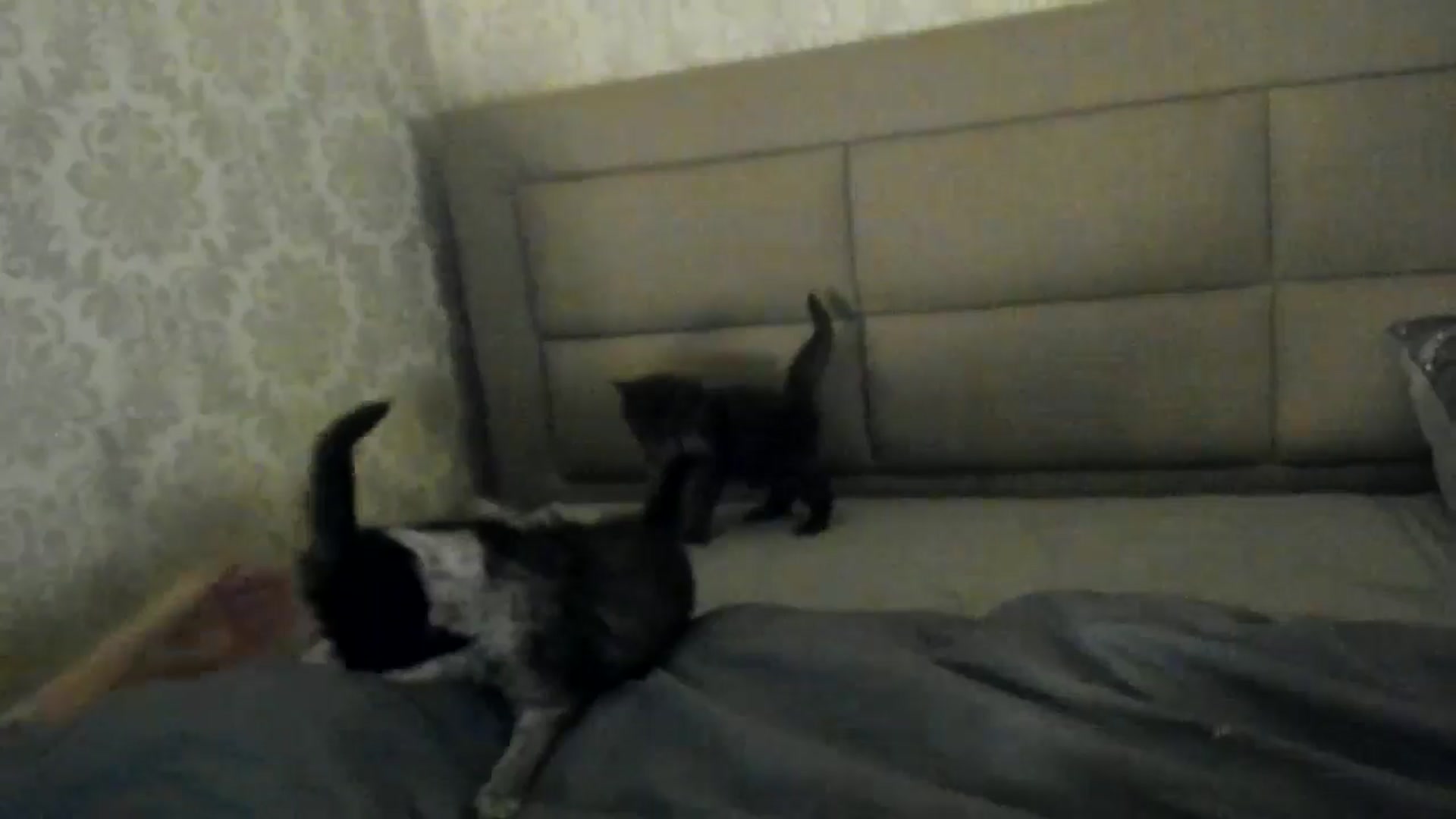 Gallery image thumbnail from SashaLopez's myfreecams stream on, 05/22/2024, 20:01 image 11 of 20