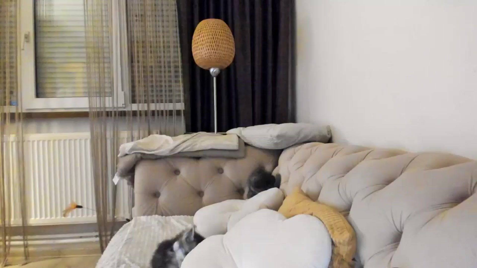 Gallery image thumbnail from SashaLopez's myfreecams stream on, 05/29/2024, 23:05 image 1 of 20